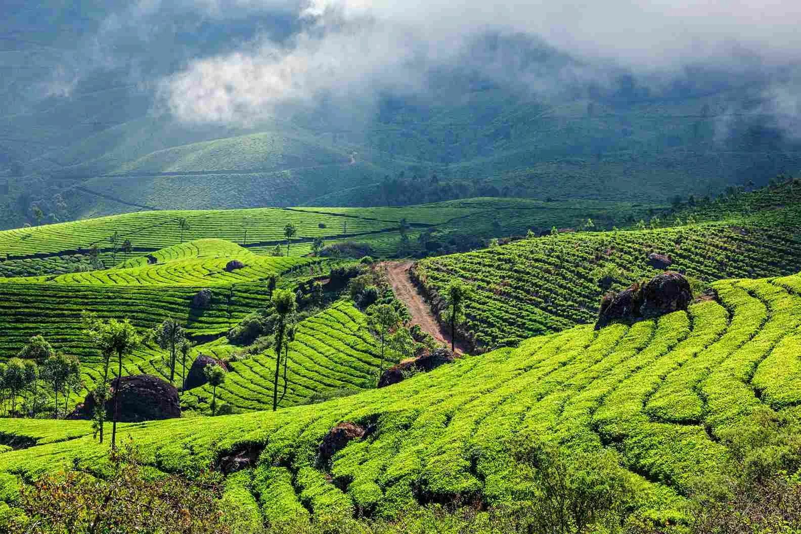 green-tea-plantations-munnar-kerala-india_11zon (1).webp
